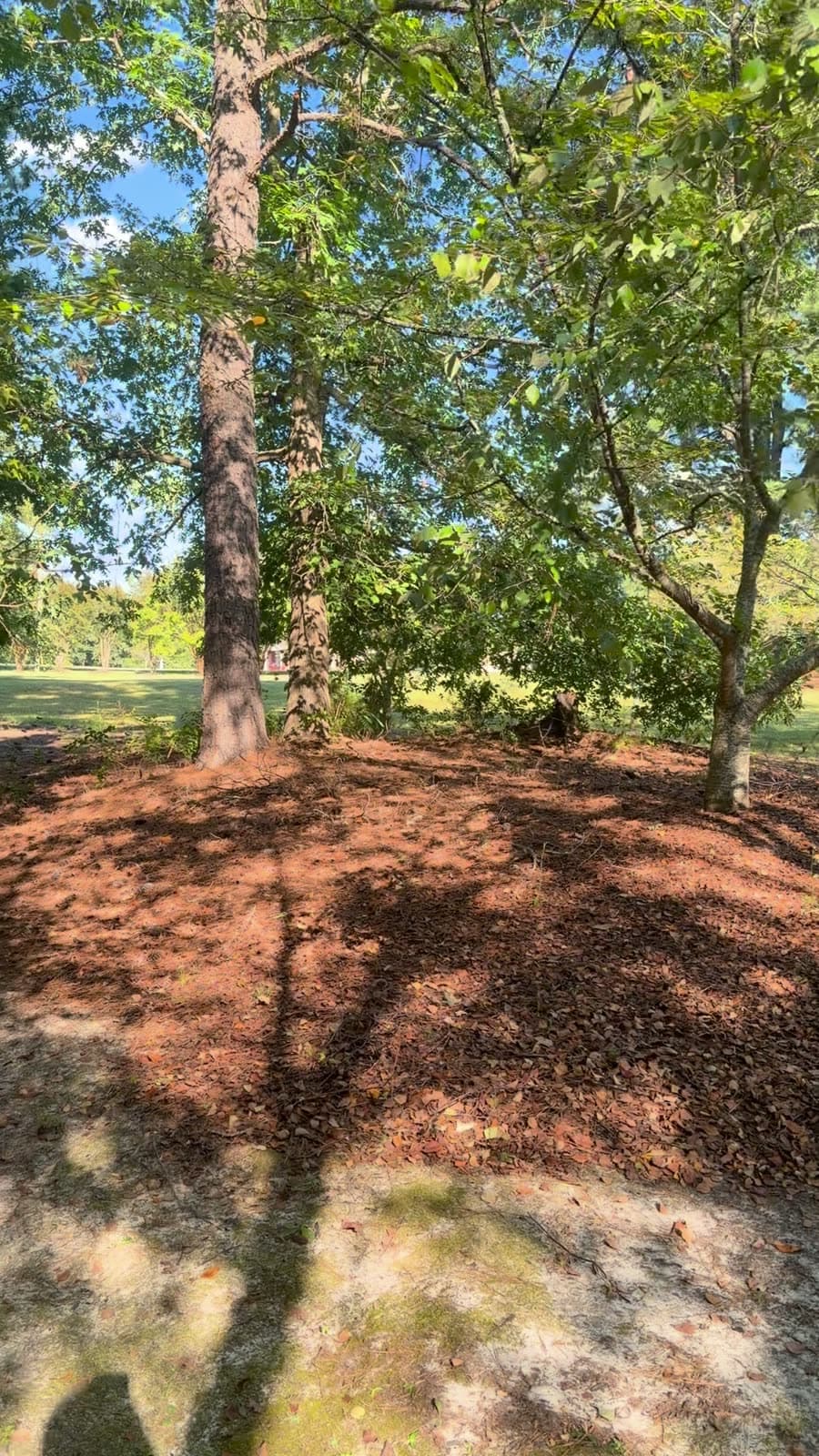 Open mown common ground under hardwood trees, with a house visible through the trunks on the far side.