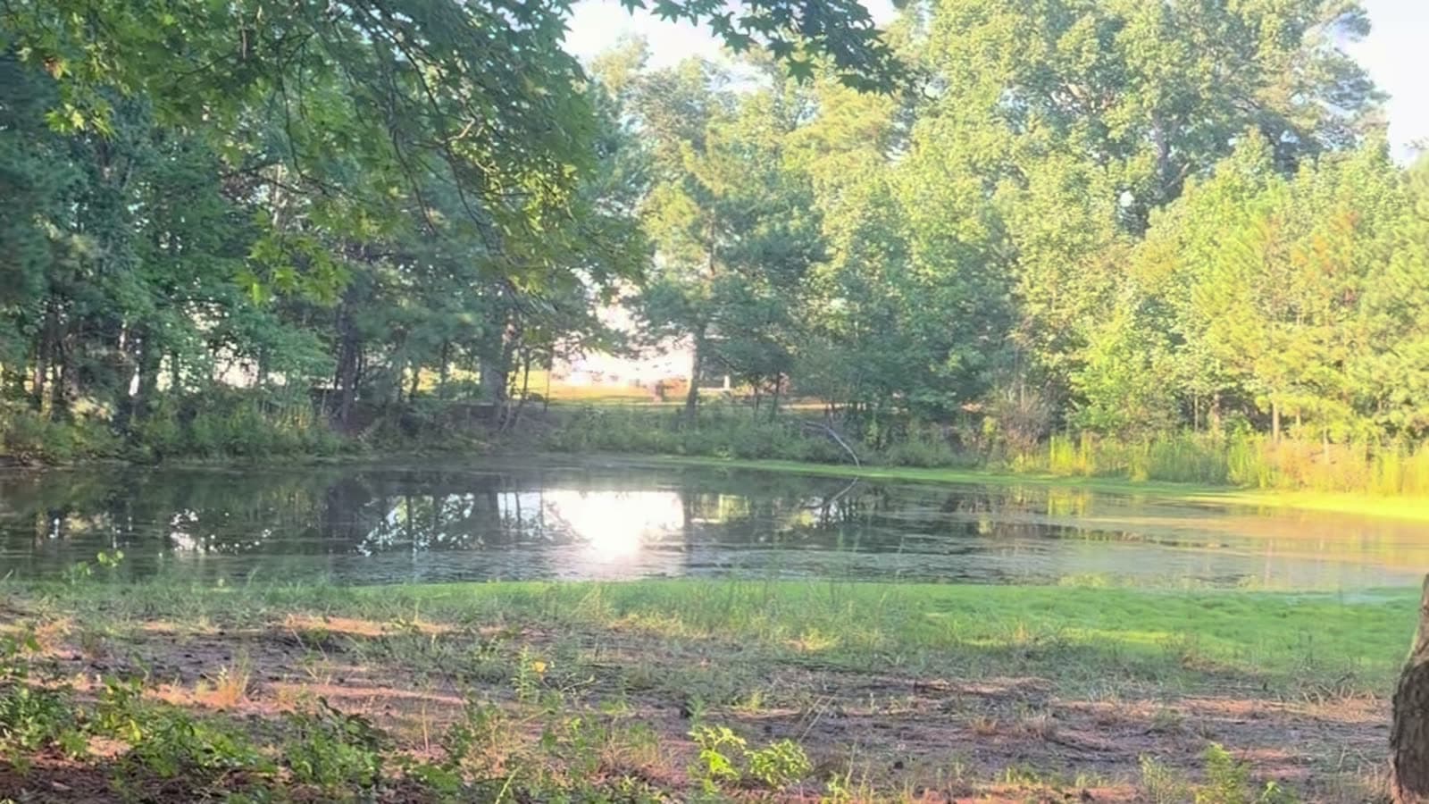 The pond at Wheeler Pond in late-summer light: still water reflecting the trees and sky, framed by hardwood branches, with pine straw in the foreground.