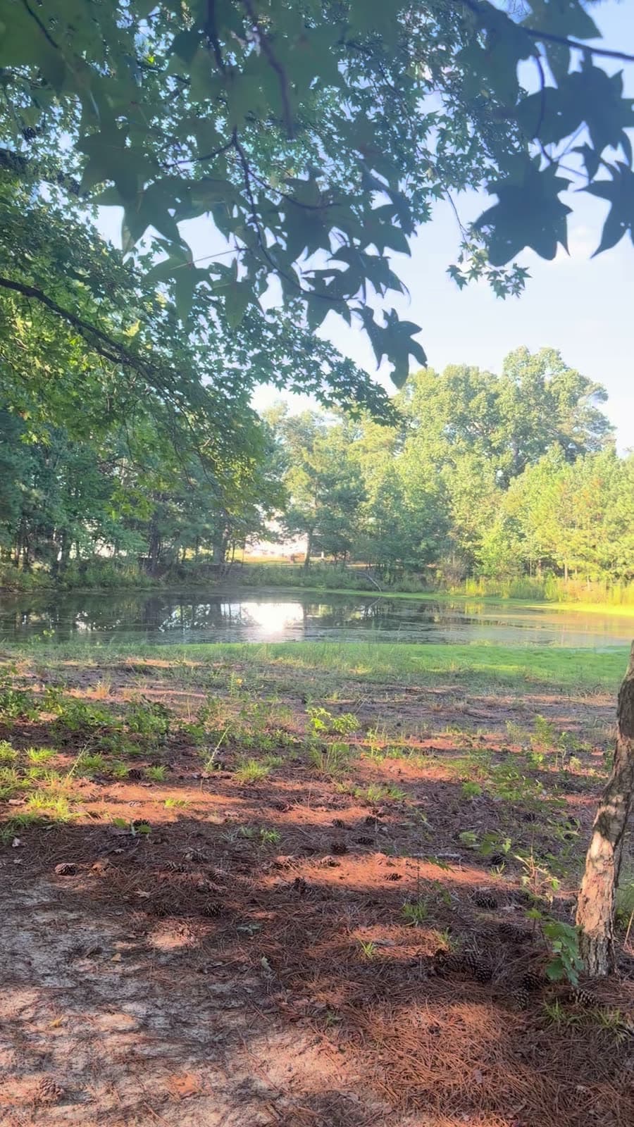 The pond seen from under a hardwood canopy: still water reflecting the trees and a bright sky, a grassy bank, and pine straw in the foreground.